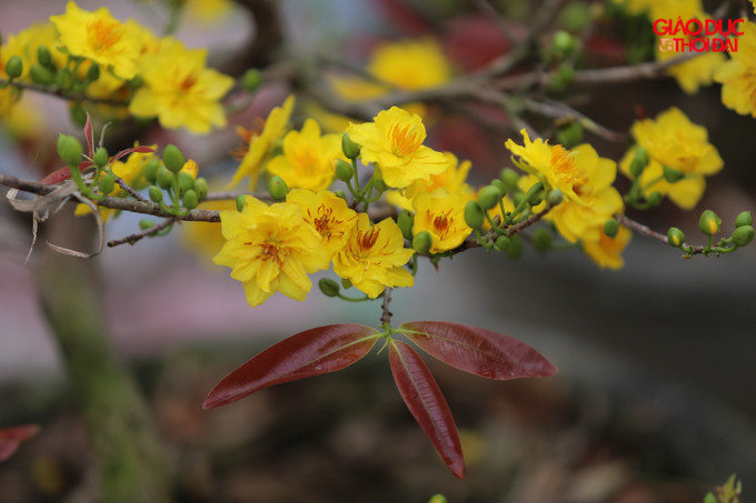 Mai vàng cánh mỏng nhưng dai, khó rụng và có thể chịu được quãng đường cả gần ngàn km từ Bình Định ra Hà Nội.