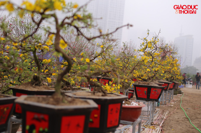 Loài mai vàng mọc thường có từ 5 đến 9 cánh, mai cúc thì có khoảng 12-18 cánh.