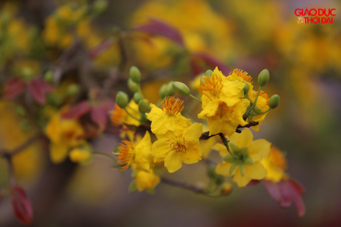 Nhiều người mua mai vàng trong dịp Tết với mong muốn mang lại thịnh vượng, may mắn.