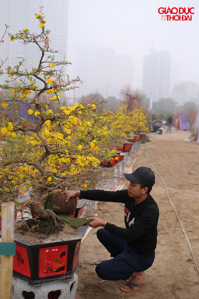 Anh Nguyễn Tiến Quỳnh chủ của hơn 100 gốc mai vàng cho biết "Nhiệt độ của Hà Nội đang lạnh hơn so với thời tiết trong Bình Định khoảng hơn 10 độ. Thời tiết lạnh như vậy khiến hoa mai bị kìm lại lâu nở hơn so với thời tiết nắng ấm".