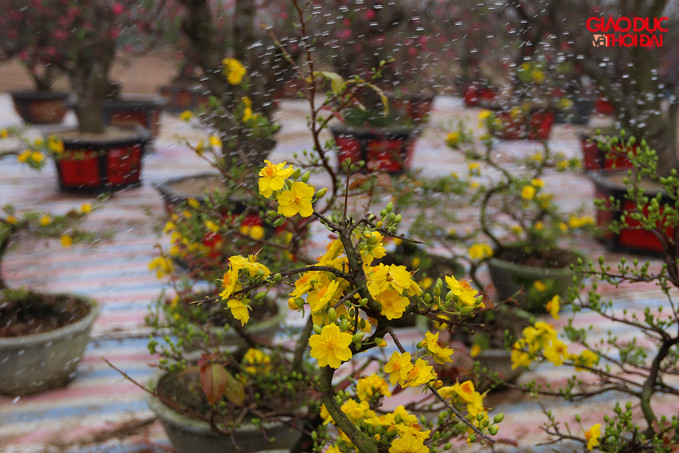 Theo các thương lái tại đây, mai vàng được mang ra Thủ đô từ tỉnh Bình Định.