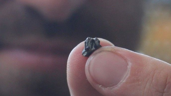 Cận cảnh chiếc răng hàm hóa thạch của họ hàng thú mỏ vịt cổ đại Patagorhynchus pascuali. Cận cảnh chiếc răng hàm hóa thạch của họ hàng thú mỏ vịt cổ đại Patagorhynchus pascuali.