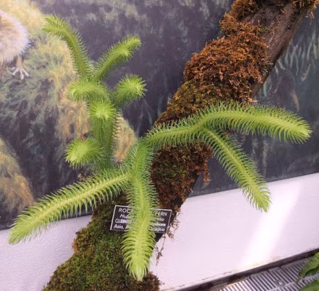 Cong dung chua benh cua cay thong dat it nguoi biet - Anh 6