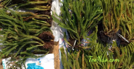 Cong dung chua benh cua cay thong dat it nguoi biet - Anh 1