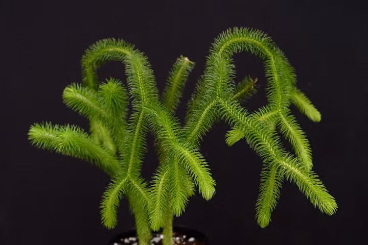 Công dụng chữa bệnh của cây thông đất ít người biết