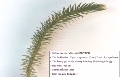 Cong dung chua benh cua cay thong dat it nguoi biet - Anh 3