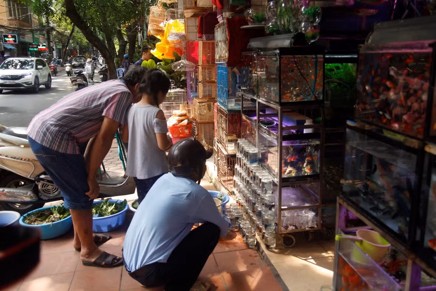 Cá cũng là một loài phóng sinh được ưa chuộng