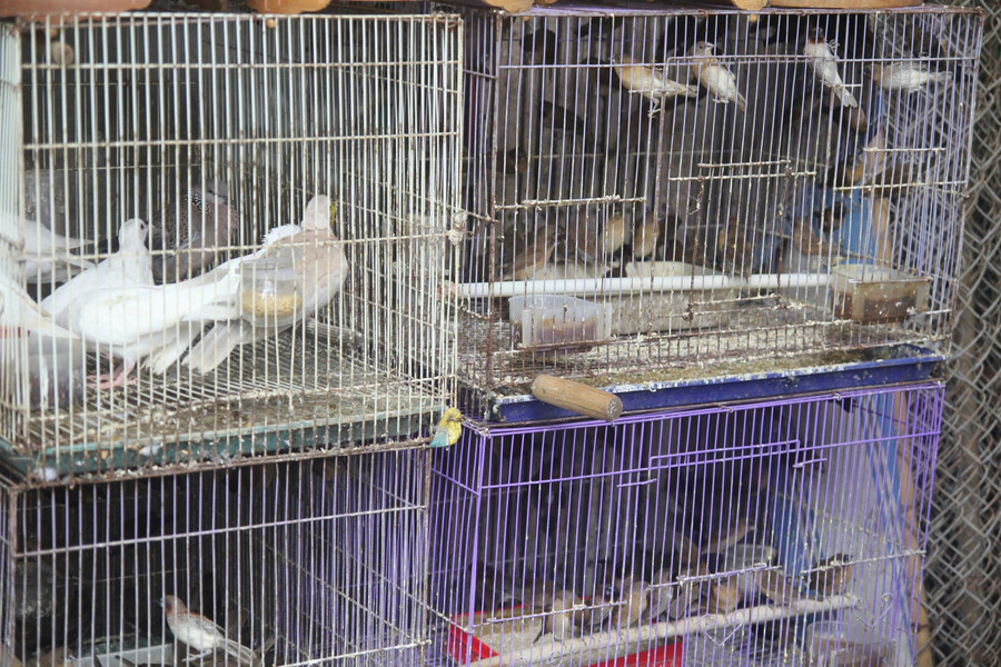 Chim sẻ, chim bồ câu... là loài chim được mua nhiều hơn Chim sẻ, chim bồ câu... là loài chim được mua nhiều hơn