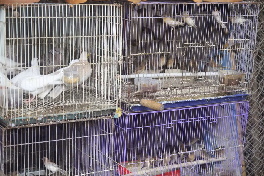 Chim sẻ, chim bồ câu... là loài chim được mua nhiều hơn