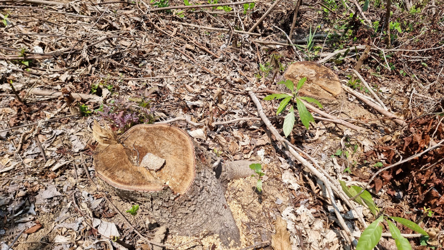 Một cây rừng tự nhiên bị đốn hạ, chỉ còn trơ gốc. Một cây rừng tự nhiên bị đốn hạ, chỉ còn trơ gốc.