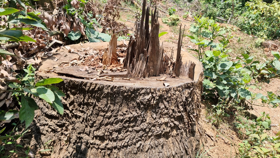 Một gốc cây còn lại sau khi bị chặt hạ, thân gỗ được đưa đi nơi khác.