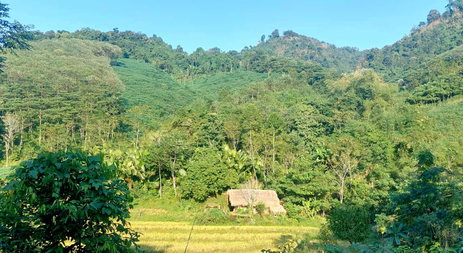 Những rừng cây trùng điệp trên đường dẫn vào bản Sinh Tàn.