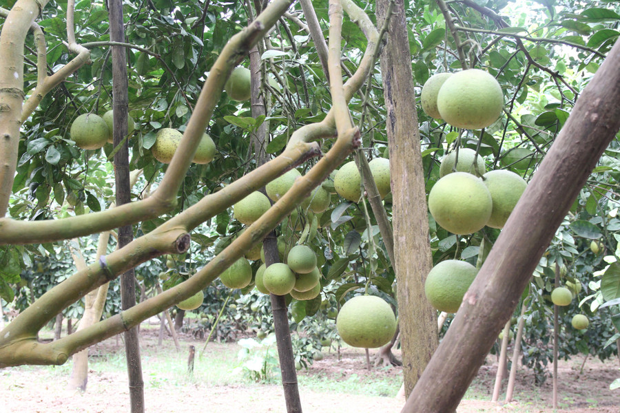 Cây bưởi - cây thoát nghèo của người dân xã Vân Hà. Cây bưởi - cây thoát nghèo của người dân xã Vân Hà.