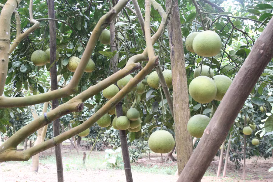 Cây bưởi - cây thoát nghèo của người dân xã Vân Hà.