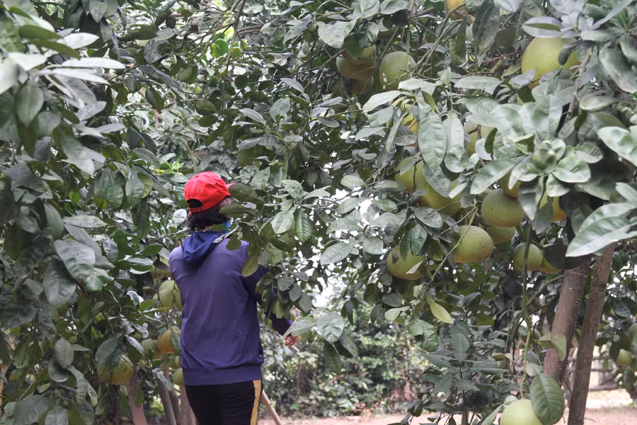 Trang trại trồng bưởi của gia đình anh Hoàng Văn Đào.