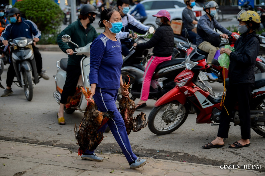 Sau nông sản, gà đồi Chí Linh, Hải Dương được giải cứu ảnh 10