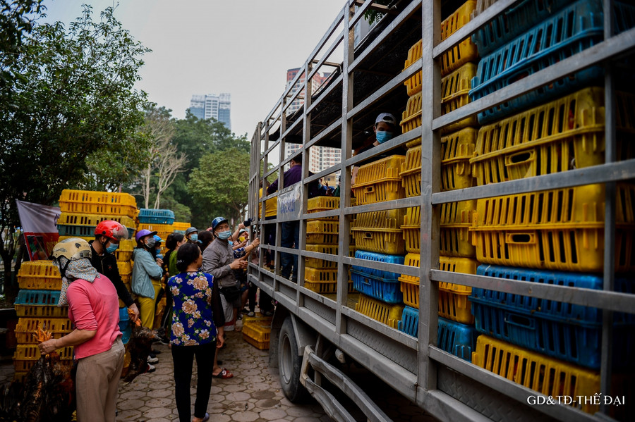 Sau nông sản, gà đồi Chí Linh, Hải Dương được giải cứu ảnh 2