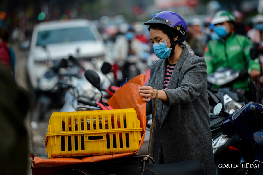 Từ khi Hải Dương công bố giãn cách xã hội phòng dịch COVID-19, việc đi lại của các thương lái gặp nhiều khó khăn nên gà đồi Chí Linh gần như không tiêu thụ được.