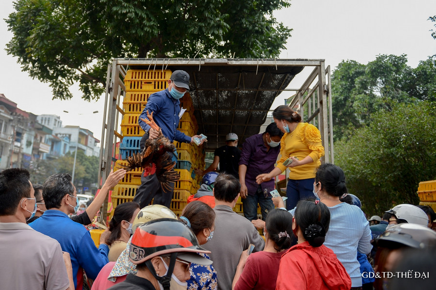 Điểm giải cứu gà đồi tại Vạn Phúc, Hà Đông rất đông người dân đã có mặt để mua gà.