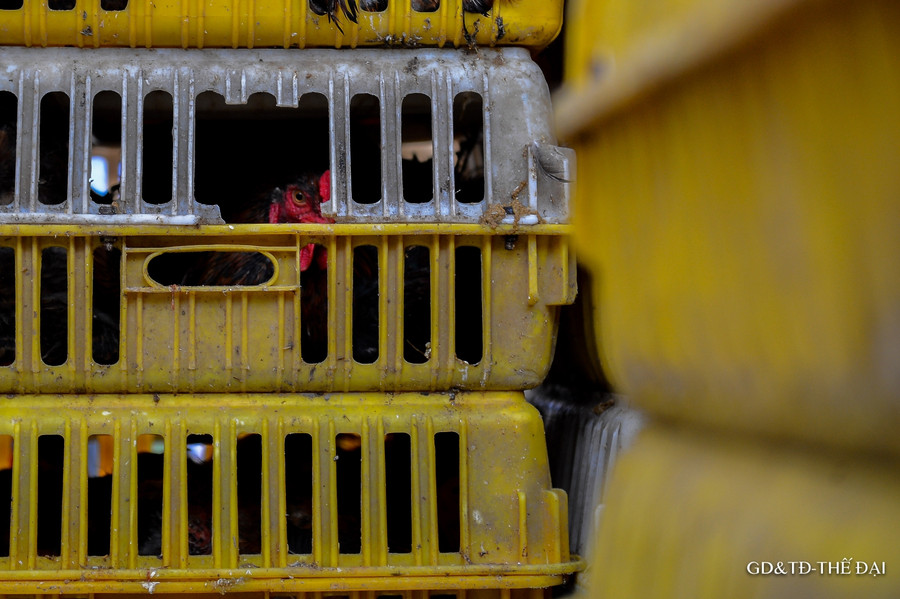 Sau nông sản, gà đồi Chí Linh, Hải Dương được giải cứu ảnh 4