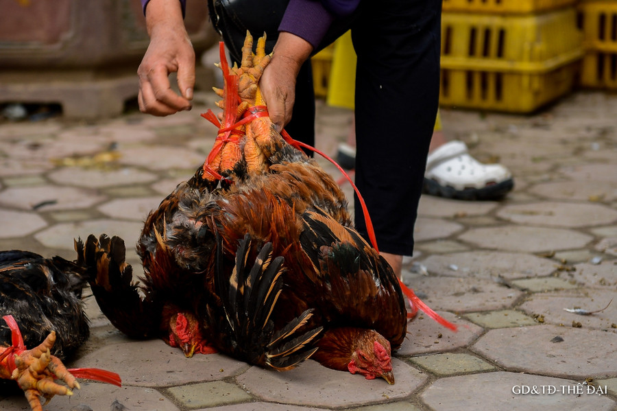 Sau nông sản, gà đồi Chí Linh, Hải Dương được giải cứu ảnh 12