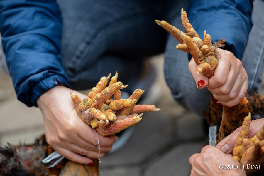 Thời điểm này đa số là gà đã quá lứa từ 1-1,5 tháng, chi phí nuôi sẽ cao hơn nên phải bán được khoảng 50.000 đồng/kg trở lên thì mới có thể hòa vốn với người nuôi gà.
