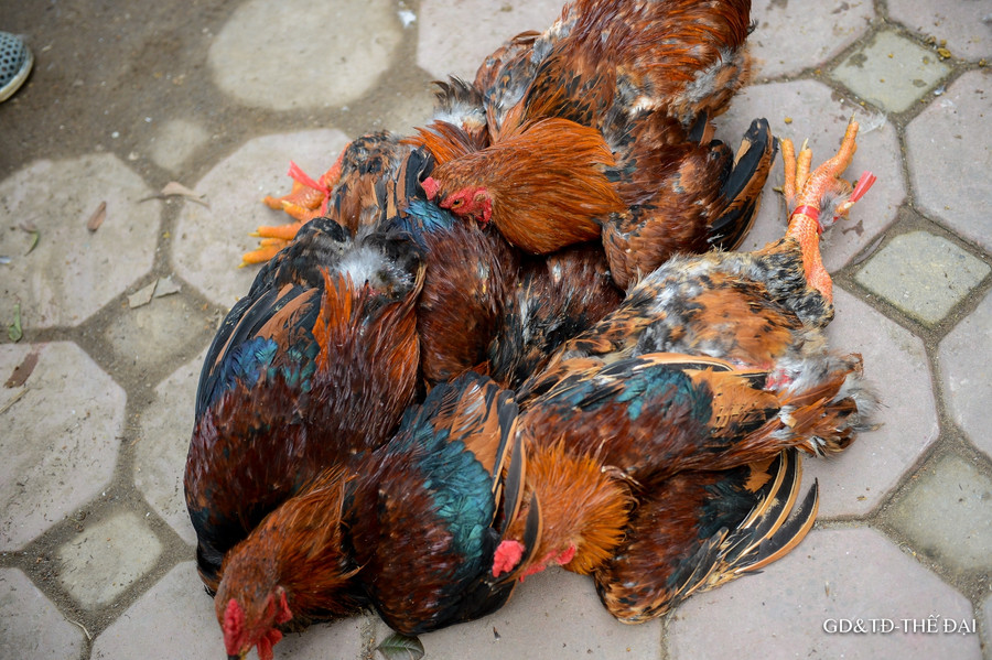 Nhiều người dân có mặt ở đây cho biết, gà được tiêu thụ rất nhanh bởi giá rẻ hơn so với mua ở chợ.