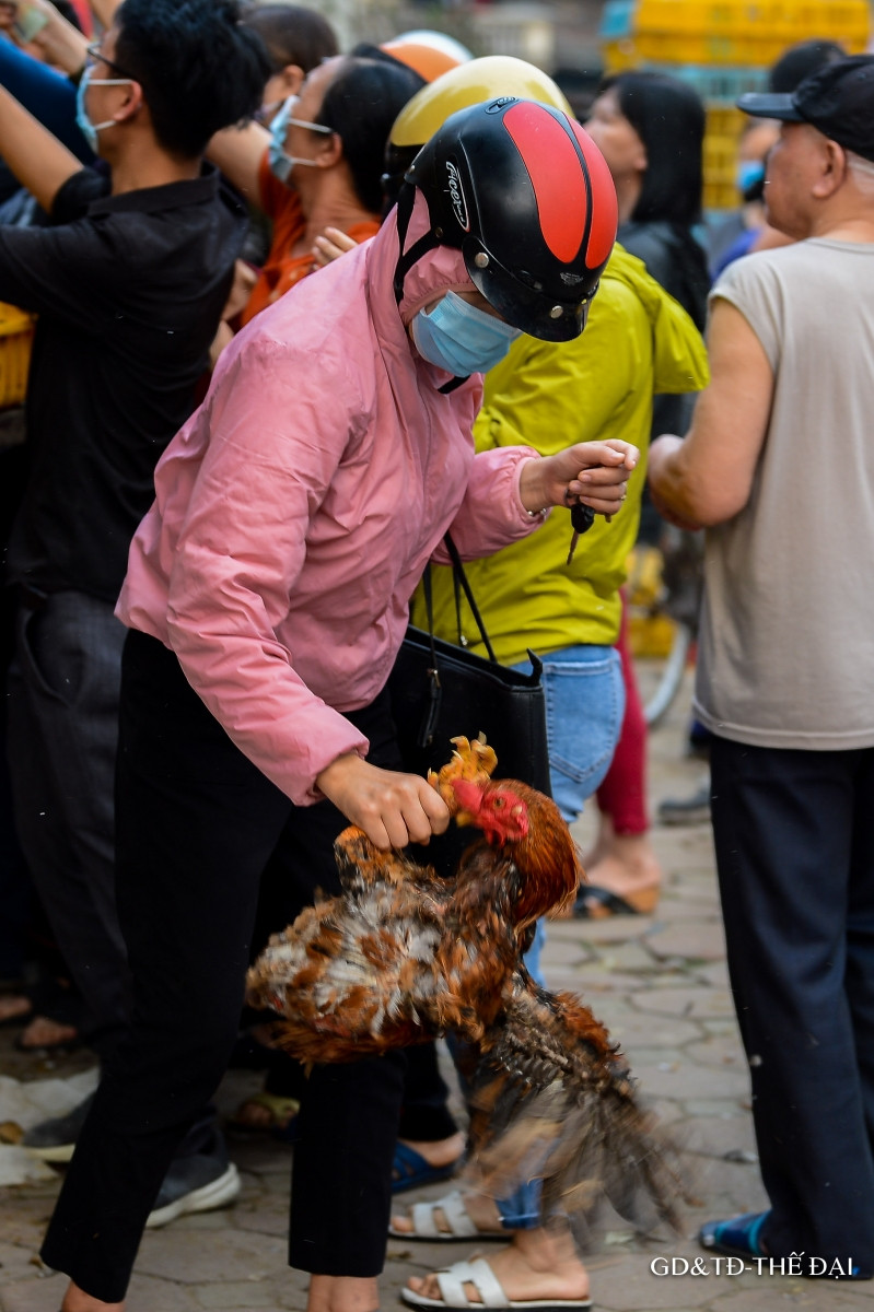 Sau nông sản, gà đồi Chí Linh, Hải Dương được giải cứu ảnh 7