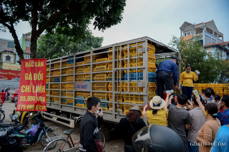 Gà ở đây được bán đồng giá 55.000 đồng/kg thu hút nhiều người tới mua.