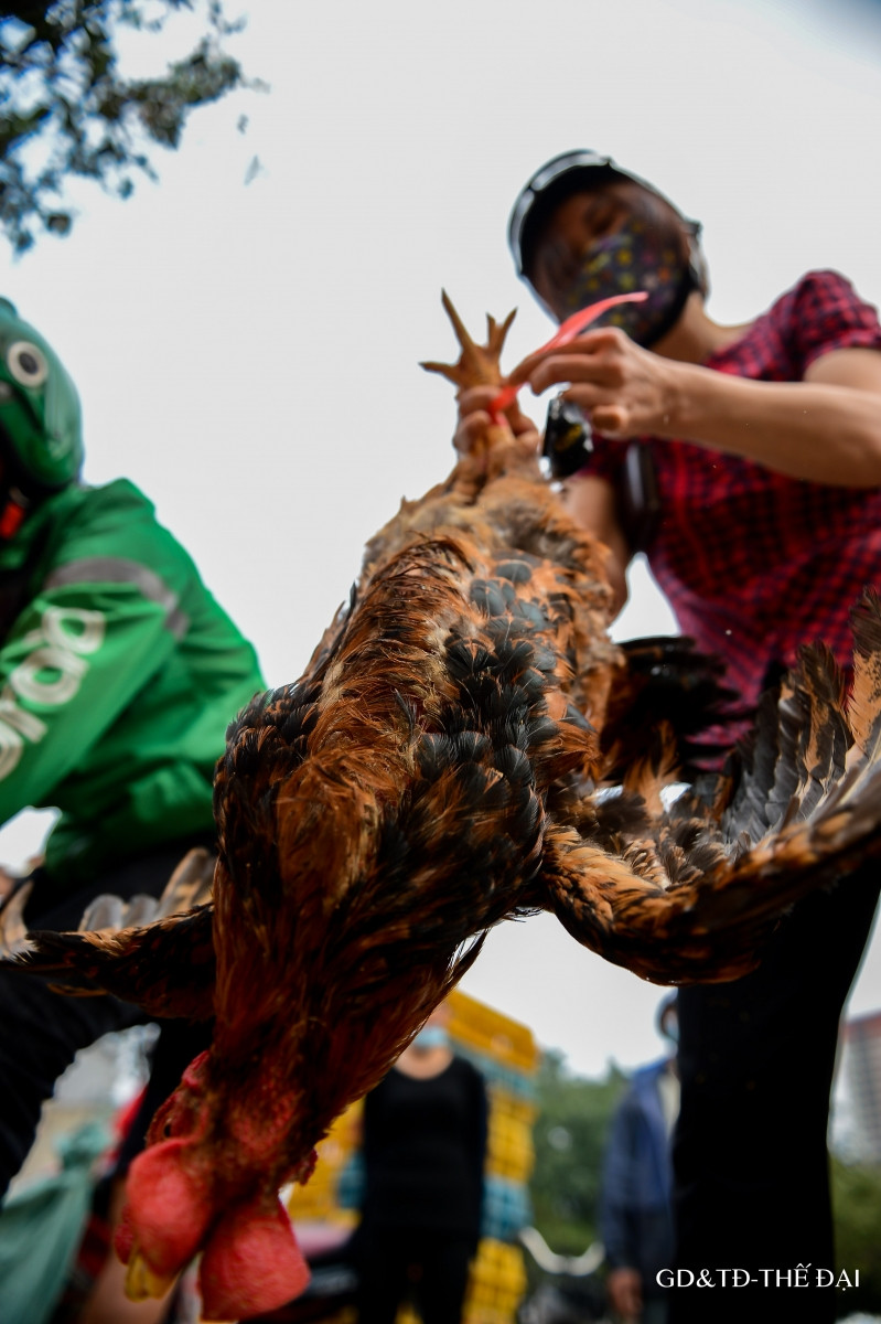 Sau nông sản, gà đồi Chí Linh, Hải Dương được giải cứu ảnh 5
