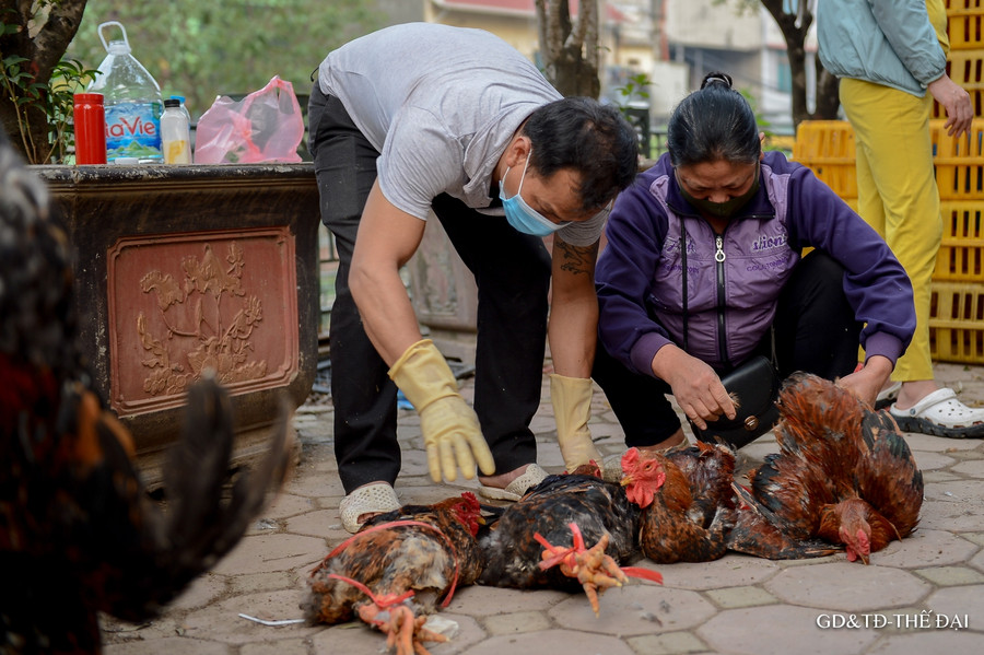 Gà được bán rất nhanh.