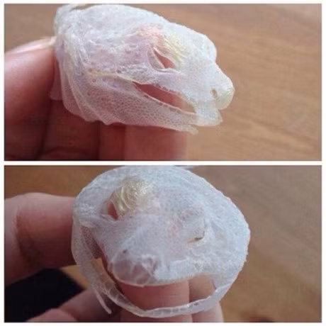 Chum anh nhung thu cuc hiem gap nhat the gioi - Anh 9