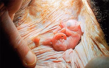 Chum anh nhung thu cuc hiem gap nhat the gioi - Anh 12