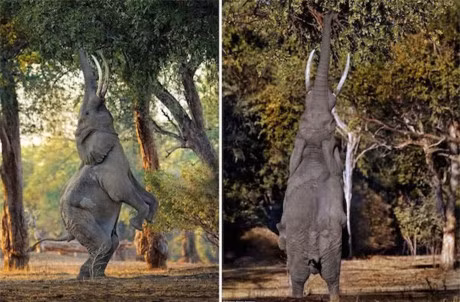 Chum anh nhung thu cuc hiem gap nhat the gioi - Anh 11