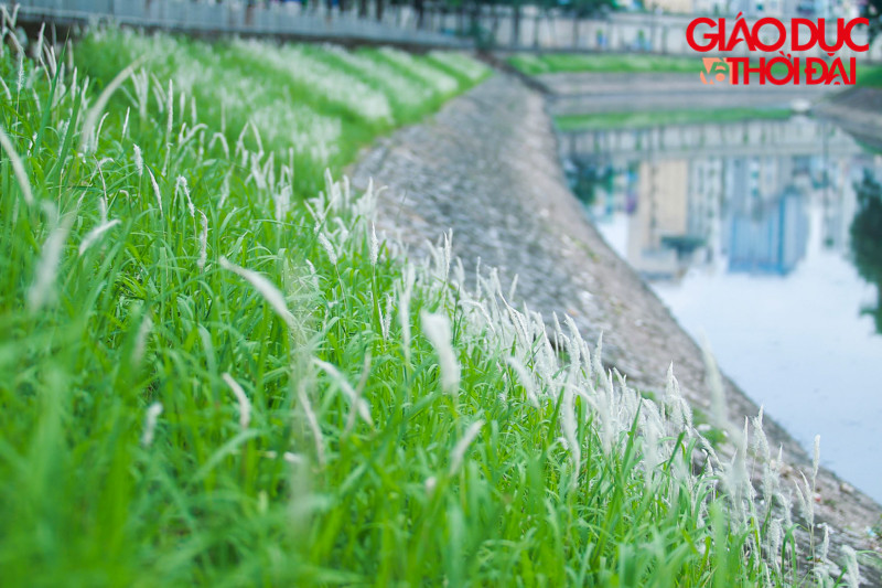 “Thảm” lau trắng bung nở khiến đoạn sông trở nên đẹp hơn