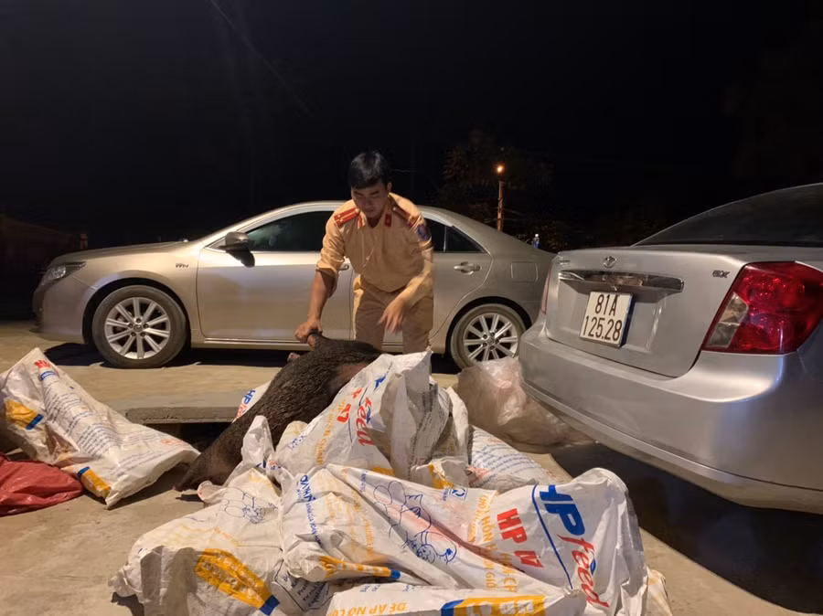 Cá thể động vật hoang dã bị lực lượng chức năng phát hiện, bắt giữ.