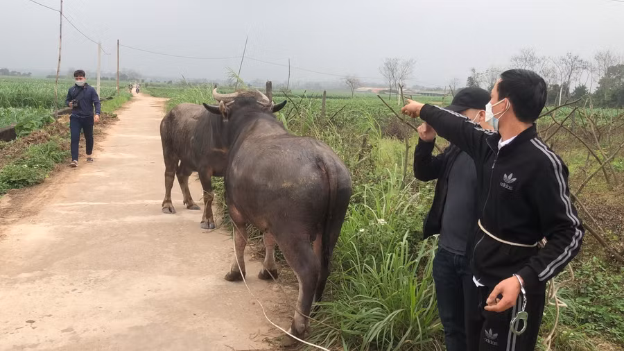 Cơ quan công an bắt giữ 2 đối tượng trộm cắp trâu bò rồi đưa về trang trại.
