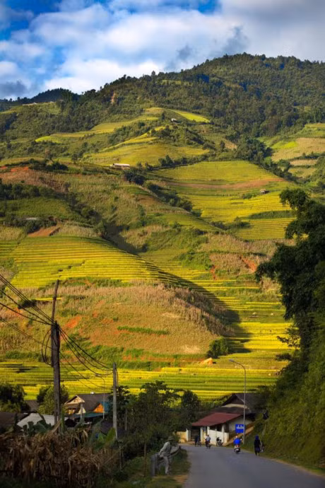 Ngay ngat truoc ve dep Mu Cang Chai mua lua chin - Anh 1