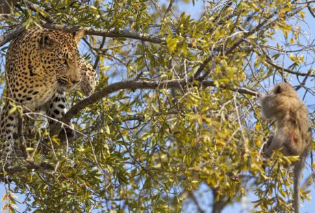 Clip dong vat dai chien an tuong nhat tuan: Ha ma xe xac ngua van, bao leo cay san khi - Anh 11