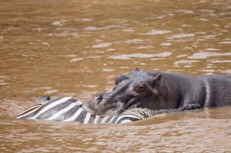 Clip dong vat dai chien an tuong nhat tuan: Ha ma xe xac ngua van, bao leo cay san khi - Anh 8