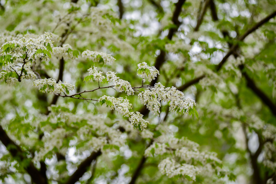 Mỗi khi có cơn gió nhẹ thổi qua, những bông hoa sưa mỏng manh lại xao động rơi lả tả xuống con phố tạo cảm giác mơ màng giữa thời tiết se lạnh ở Hà Nội.
