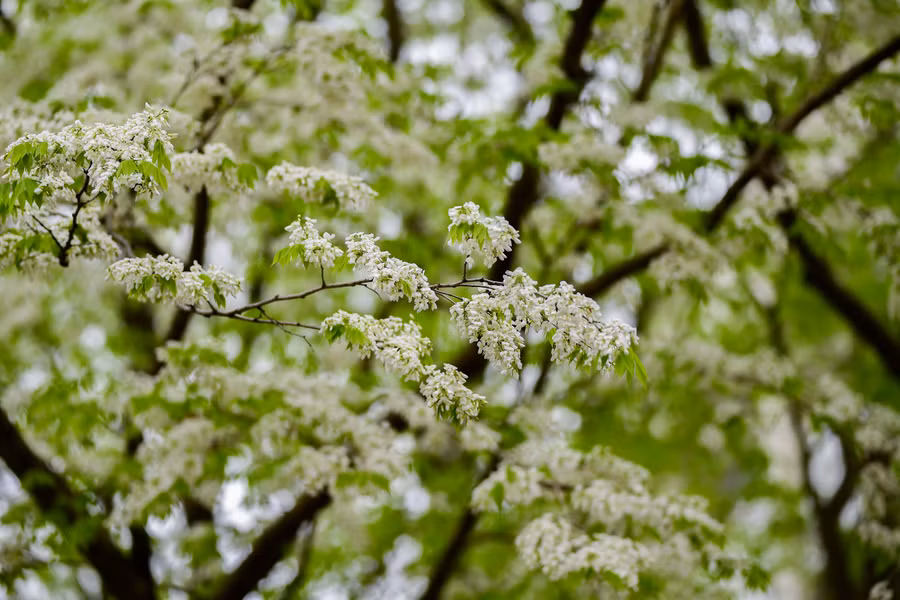 Mỗi khi có cơn gió nhẹ thổi qua, những bông hoa sưa mỏng manh lại xao động rơi lả tả xuống con phố tạo cảm giác mơ màng giữa thời tiết se lạnh ở Hà Nội.