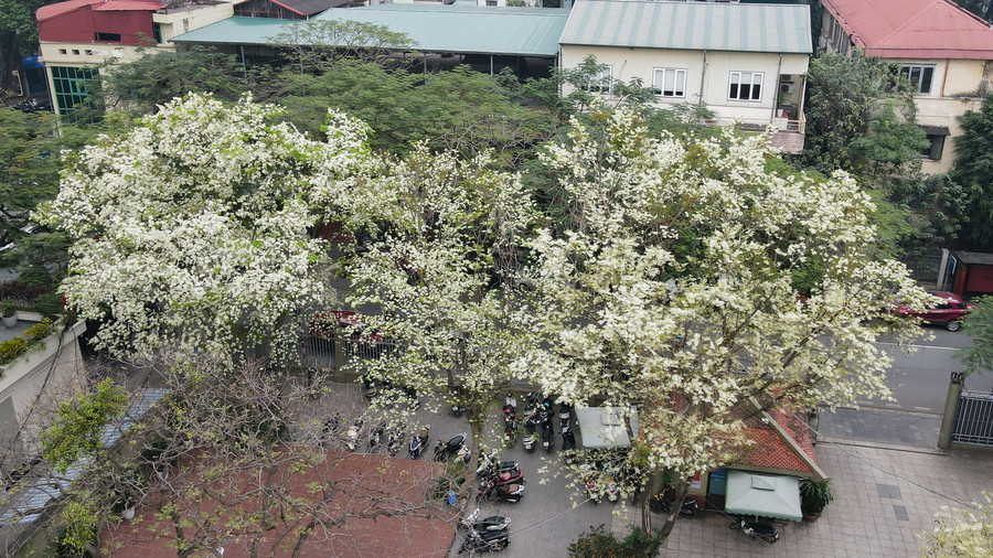 Thời điểm giao mùa cuối tháng 2 và đầu tháng 3 là lúc mùa hoa sưa Hà Nội nở rộ nhất.