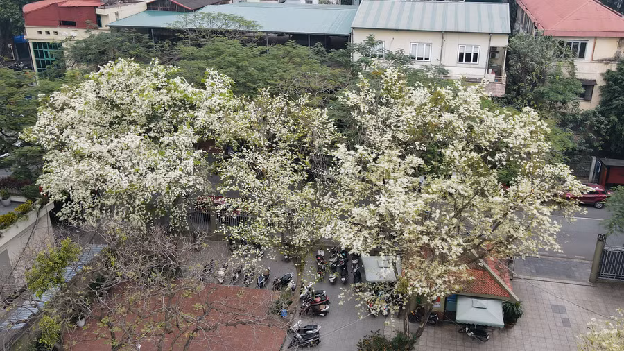 Thời điểm giao mùa cuối tháng 2 và đầu tháng 3 là lúc mùa hoa sưa Hà Nội nở rộ nhất.
