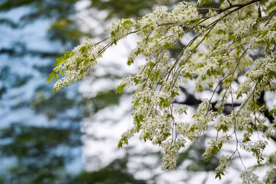 Hoa sưa kết thành từng chùm và mọc ra từ nách lá, thường xuất hiện trước khi lá mọc đầy đủ, thoảng mùi thơm nhẹ.