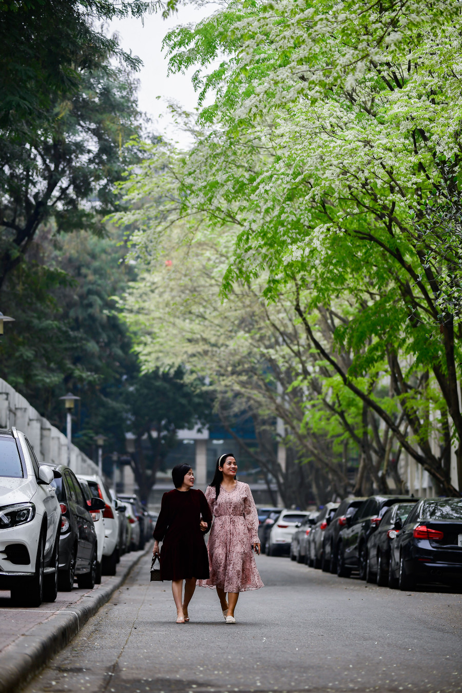 Khoảng một tuần sau khi hoa nở, những cánh hoa sưa mỏng manh thả mình bay theo gió, tạo cho những con đường trắng muốt những sắc hoa.