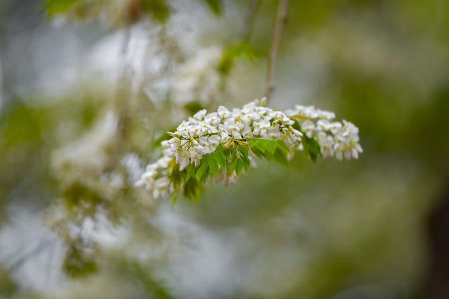 Hoa sưa mang vẻ đẹp trong sáng với nét quyến rũ rất riêng.