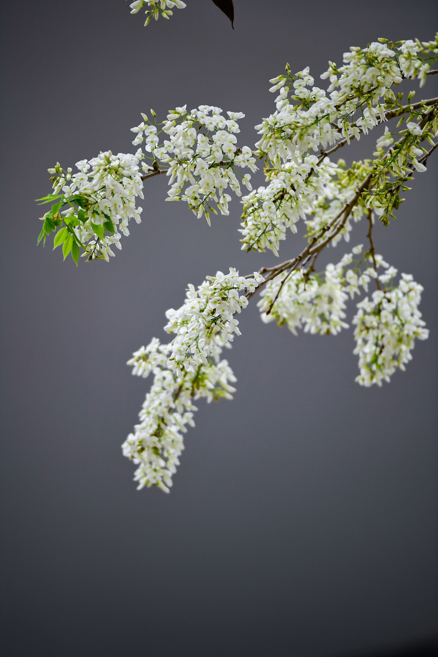 Có lẽ chẳng ở đâu, bạn bắt gặp được một mùa hoa sưa đẹp như ở Hà Nội.