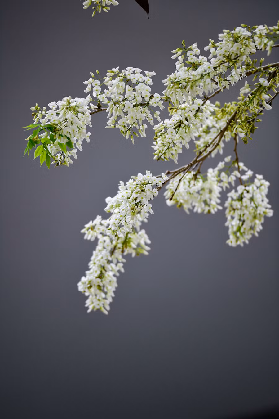 Có lẽ chẳng ở đâu, bạn bắt gặp được một mùa hoa sưa đẹp như ở Hà Nội.