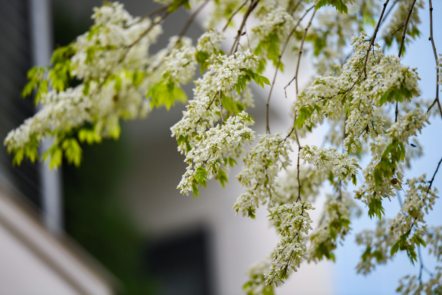 Những ngày này, khu ngoại giao đoàn trên phố Hồ Đắc Di những cây hoa sưa đã bung nở.